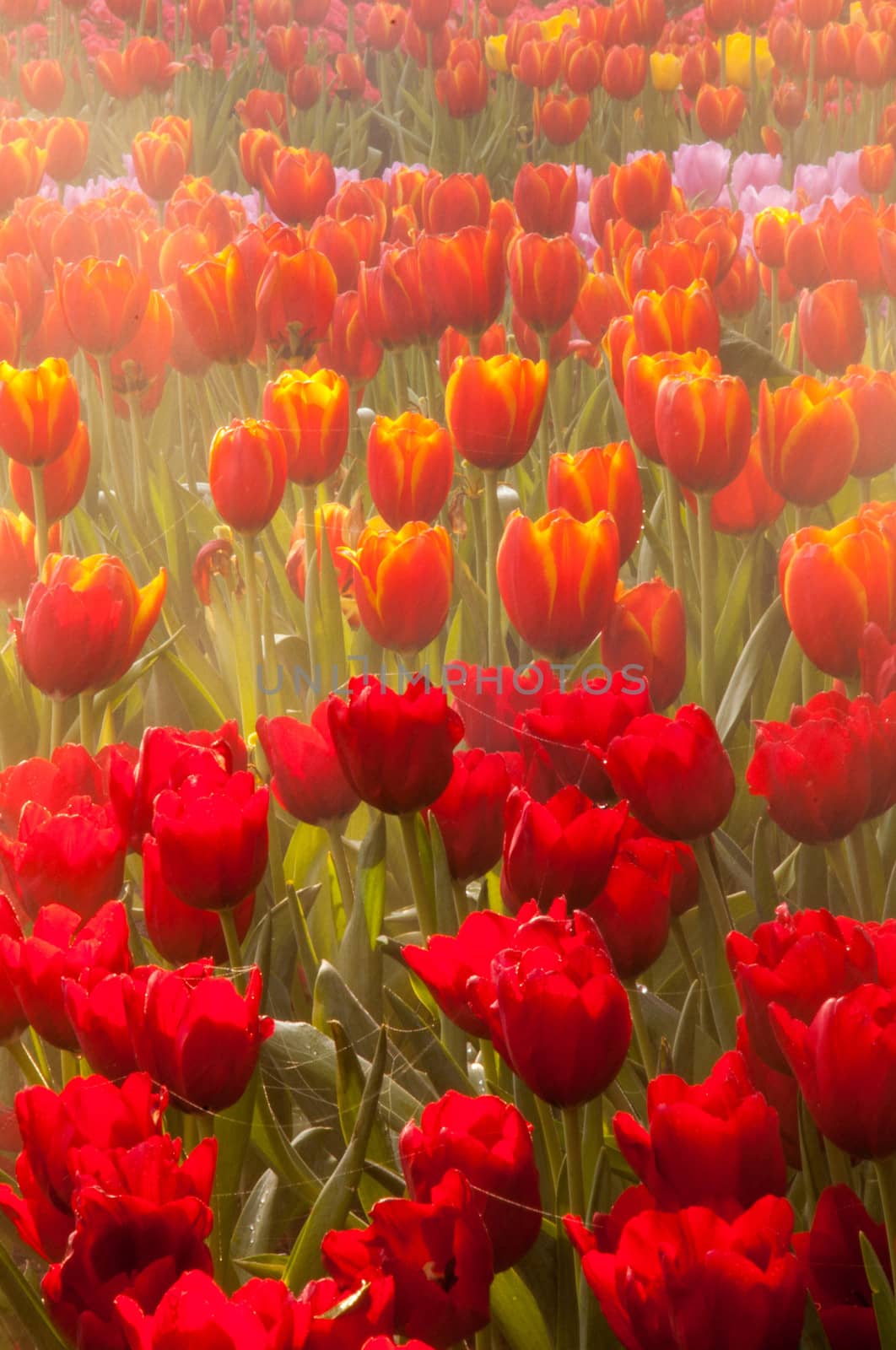 fresh tulips in garden