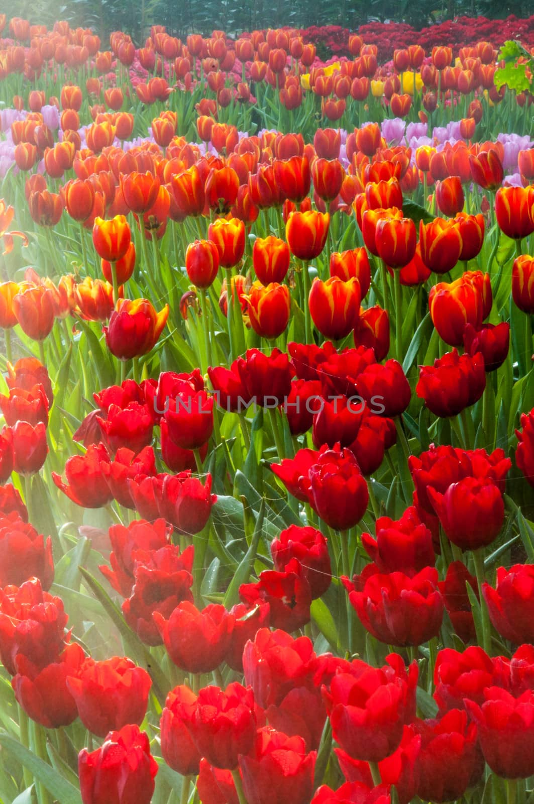 fresh tulips in garden by Yuri2012