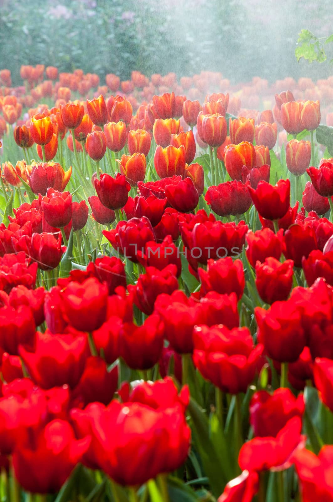 fresh tulips in garden