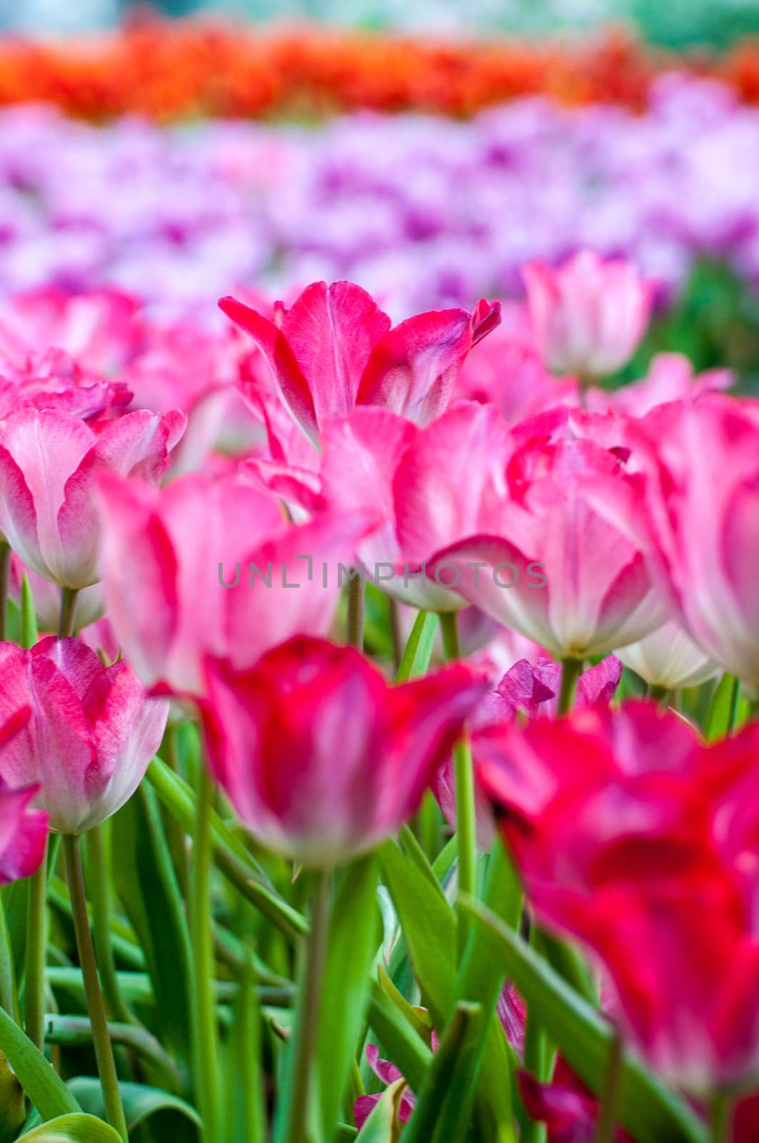 fresh tulips in garden