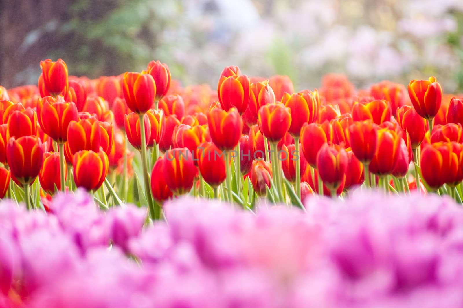 fresh tulips in garden