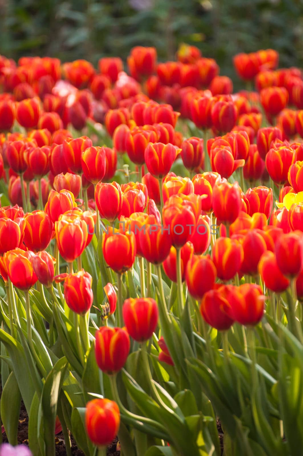 fresh tulips in garden