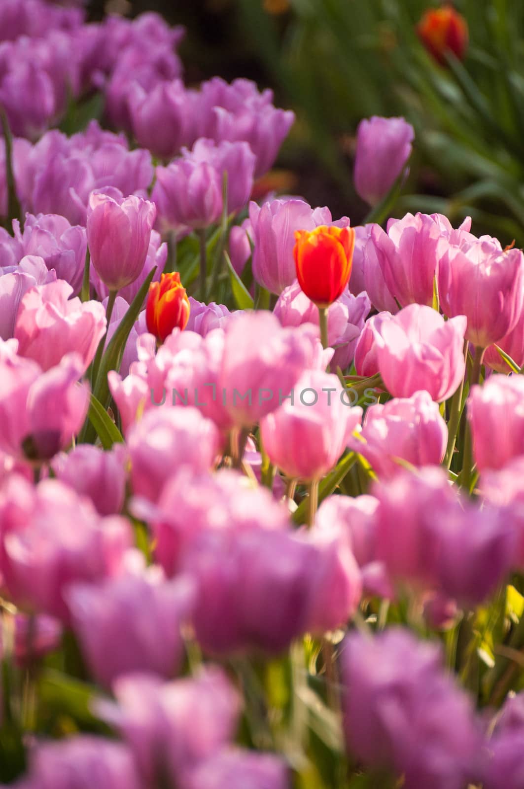 fresh tulips in garden