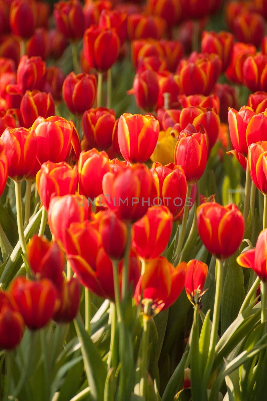 fresh tulips in garden