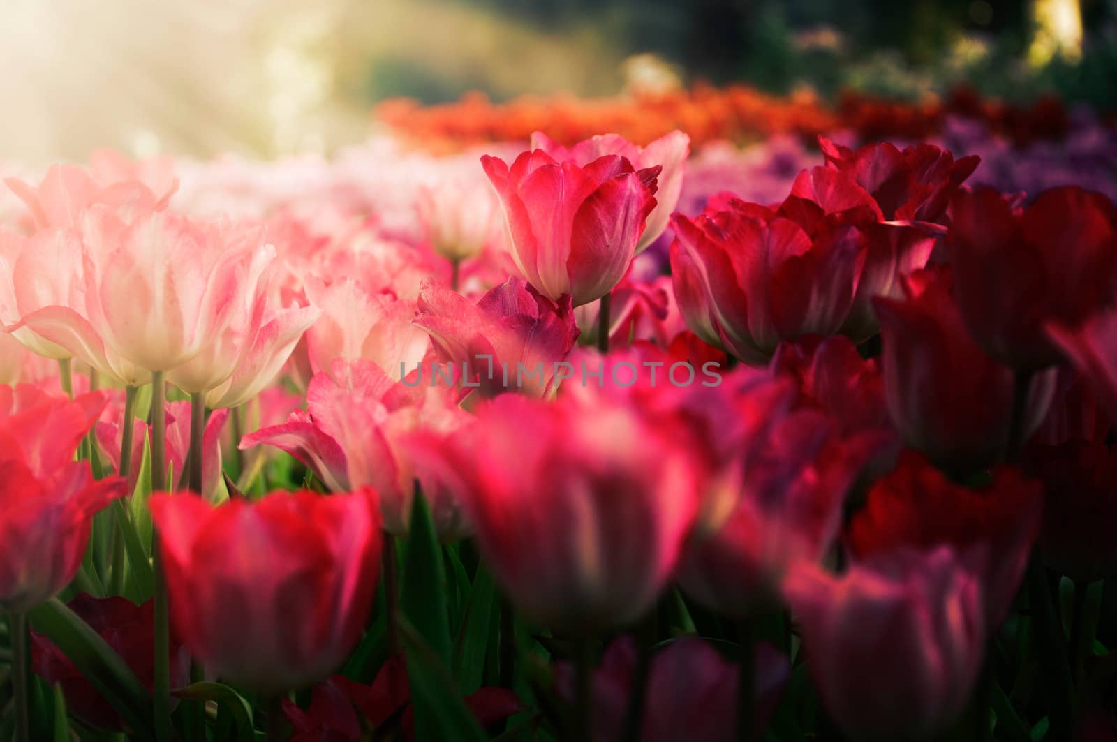 fresh tulips in garden on sunset