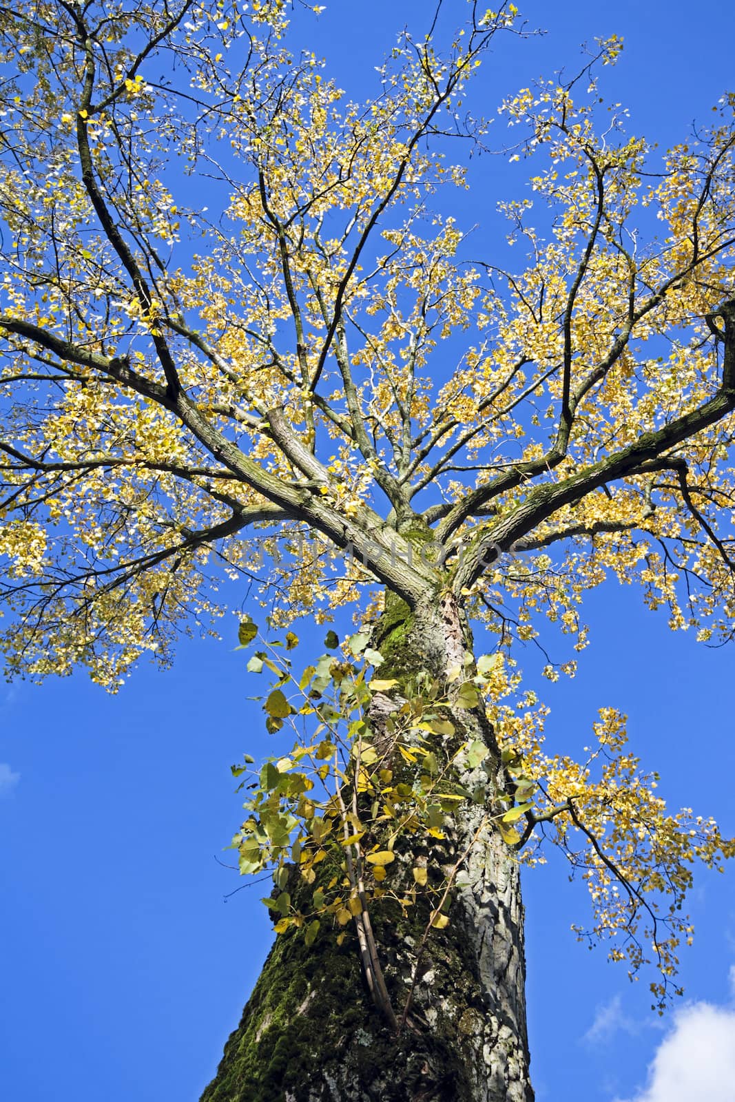 Tree in fall against a beautiful sky