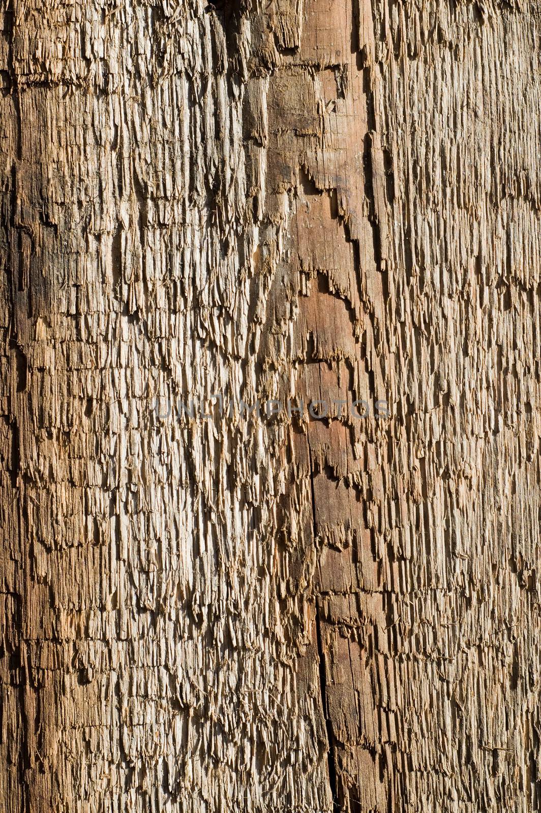 rough textured old wood as background