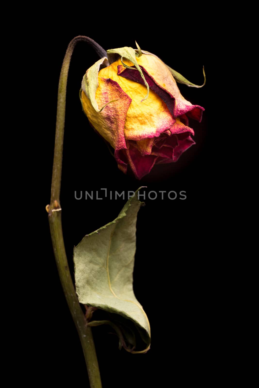 A drying and aging beautiful yellow rose with red edged petals