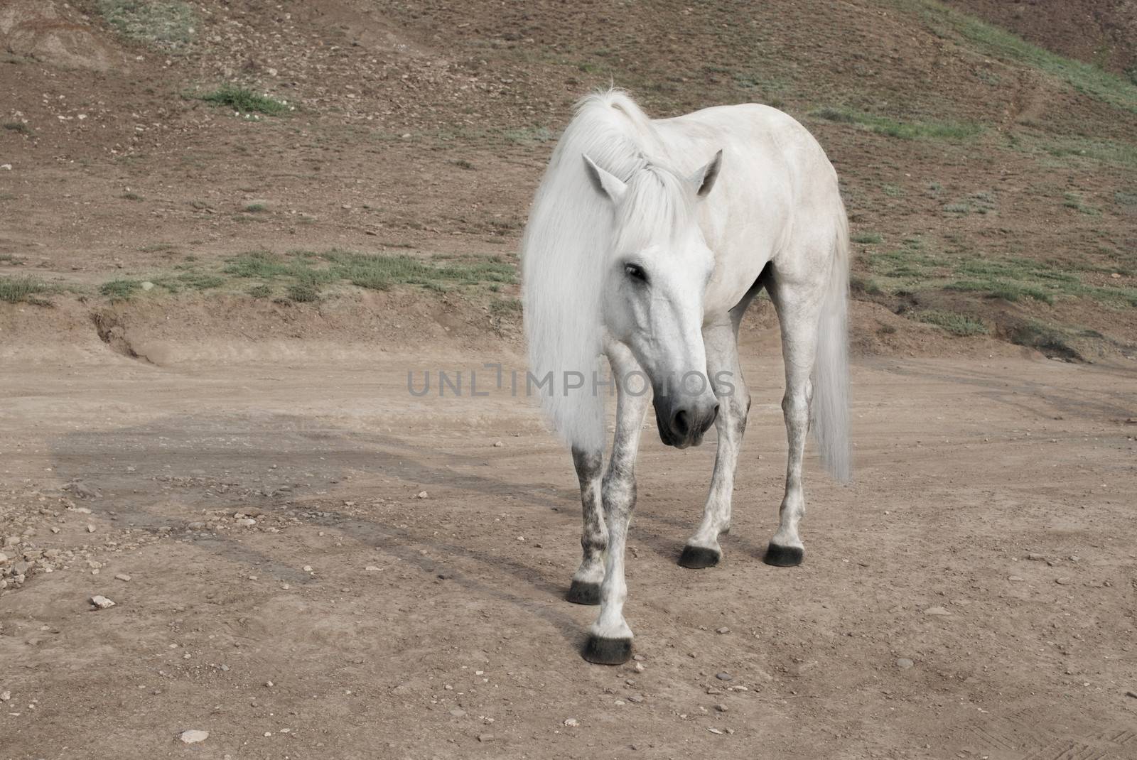 white horse with a beautiful mane