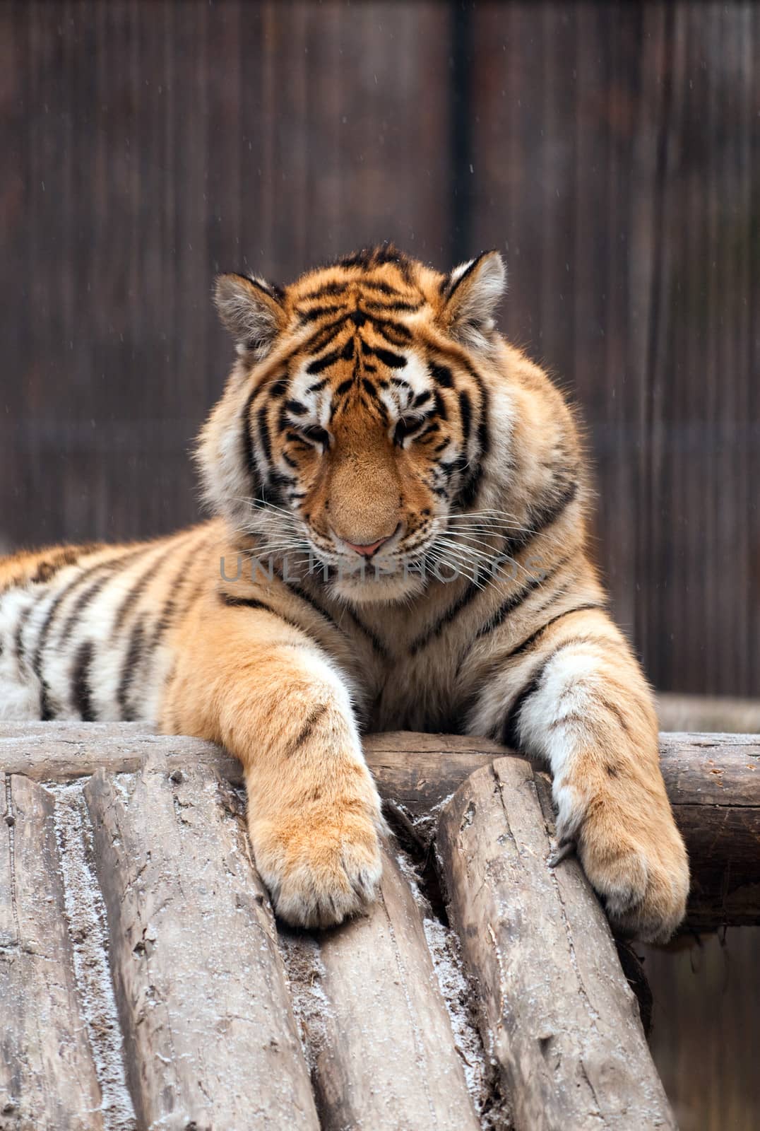 Tiger in a zoo with fallen snow