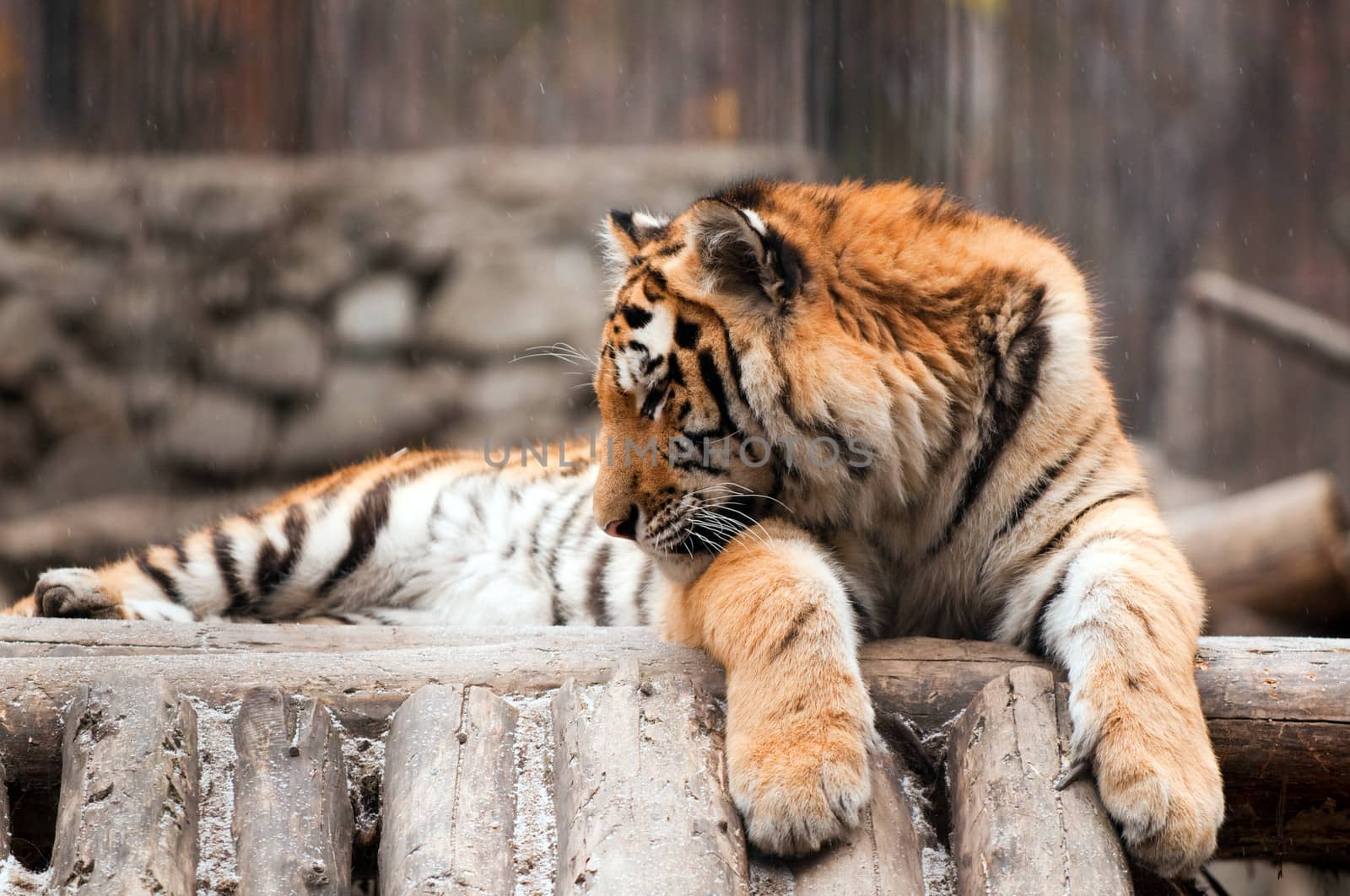 Tiger in a zoo with fallen snow