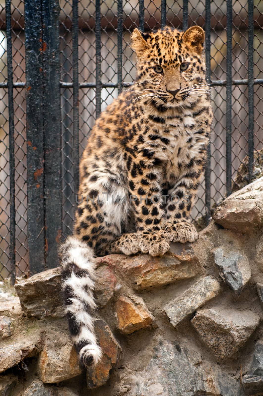 Young Amur or Manchurian leopard - one of the rarest felids in the world