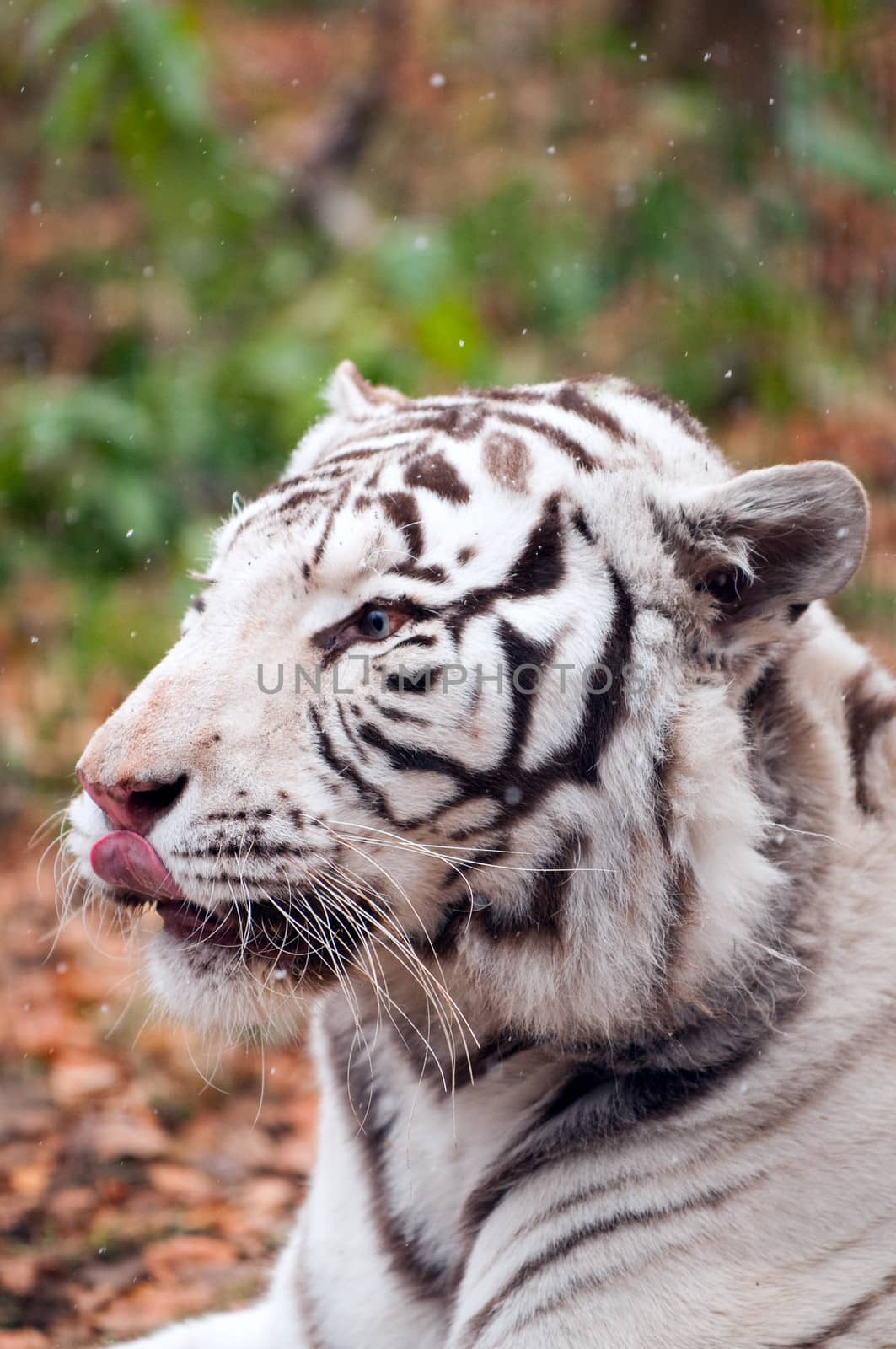 White Bengal Tiger in a Zoo