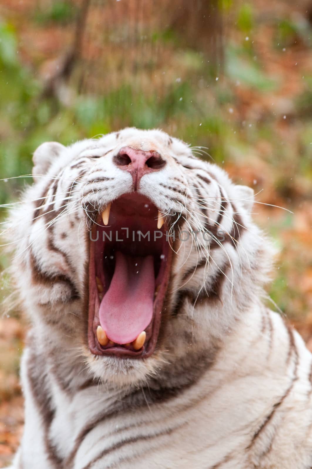 White Bengal Tiger in a Zoo