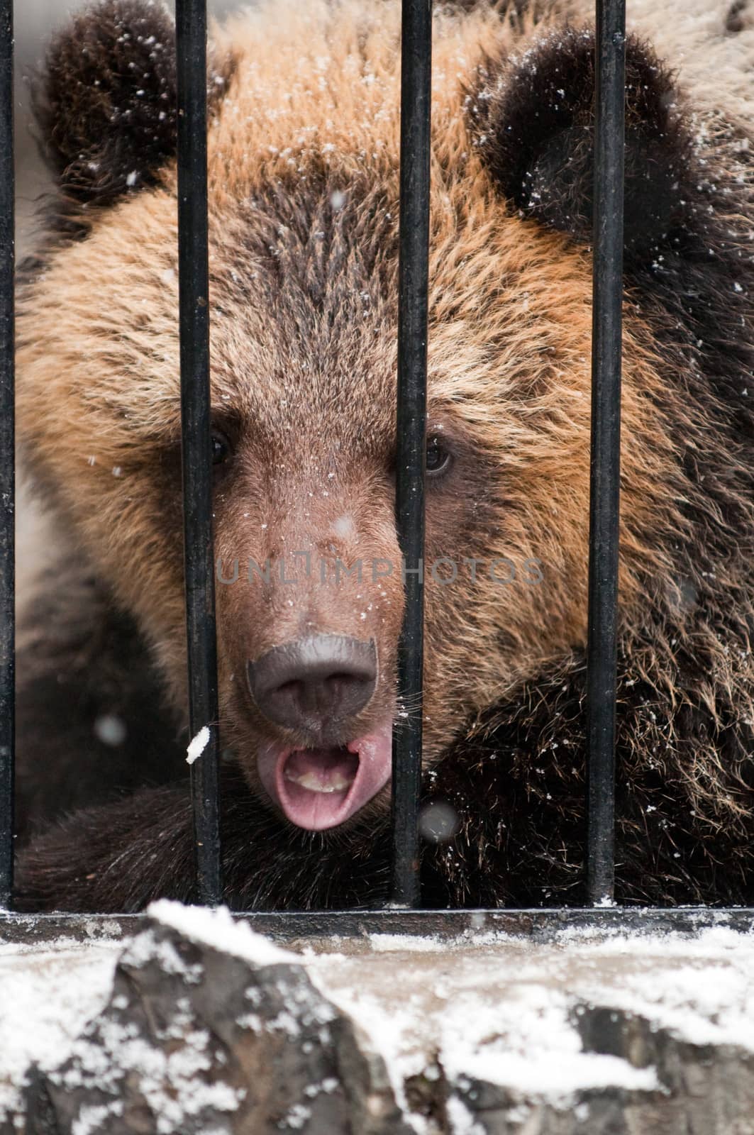 Young sadness brown bear in winter zoo