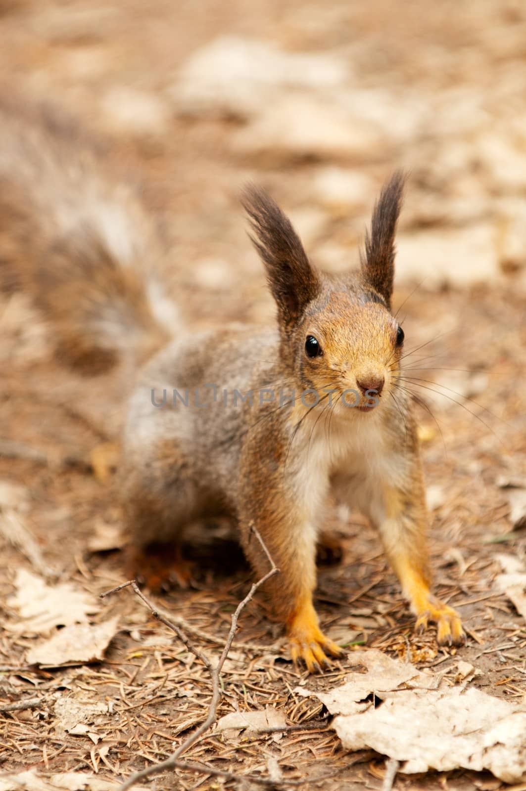 Little squirrel in park at spring by lexan
