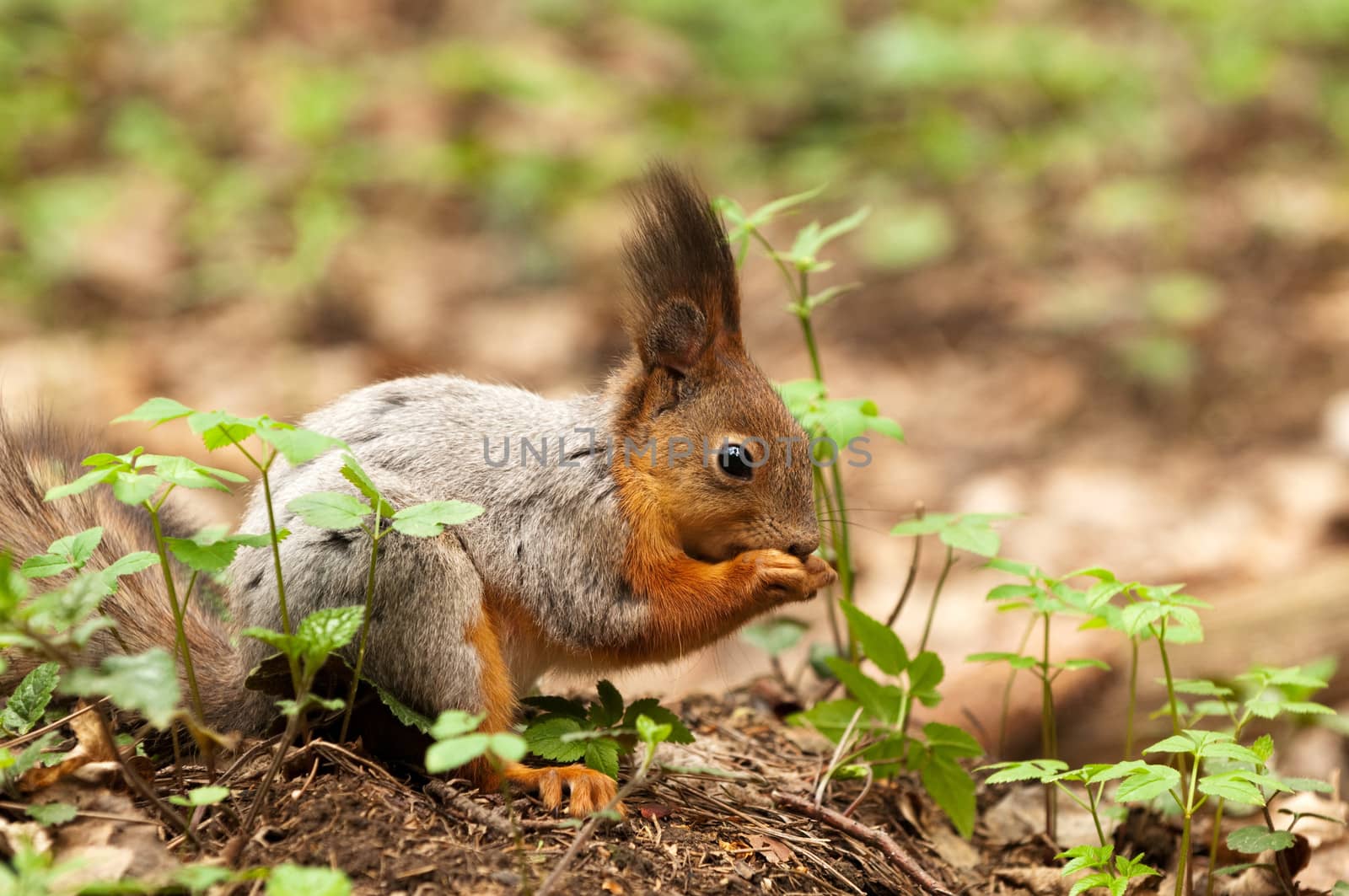 Little squirrel eating nut in park at spring by lexan