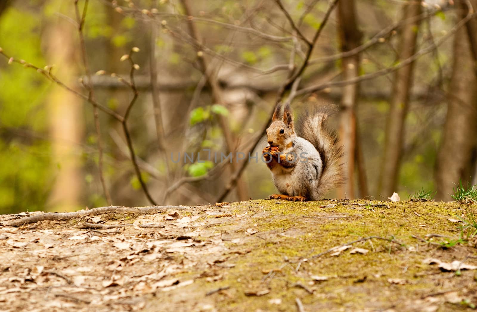 Little squirrel eating nut in park at spring by lexan