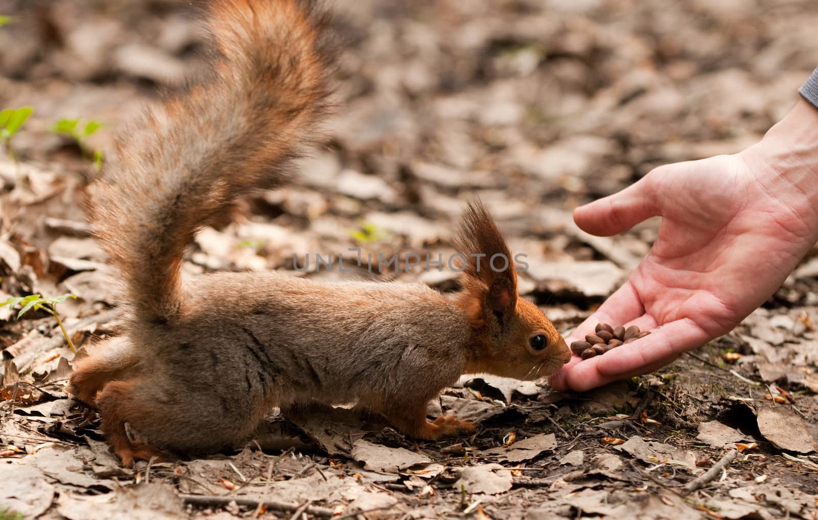 Little squirrel taking nuts from human hand in park by lexan