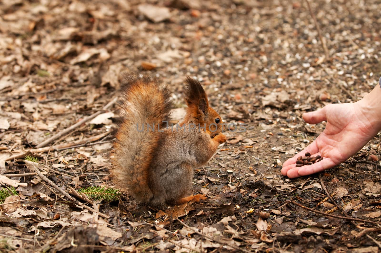 Little squirrel taking nuts from human hand in park by lexan