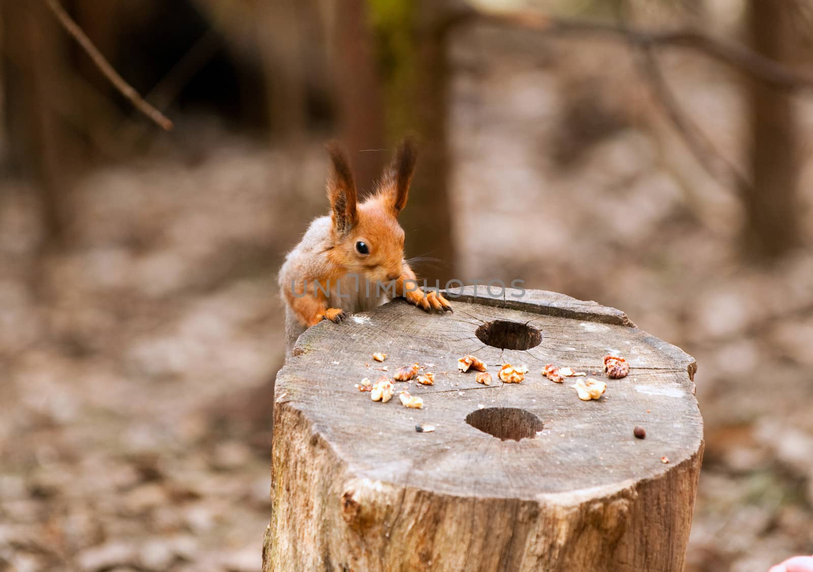 Little squirrel in park by lexan
