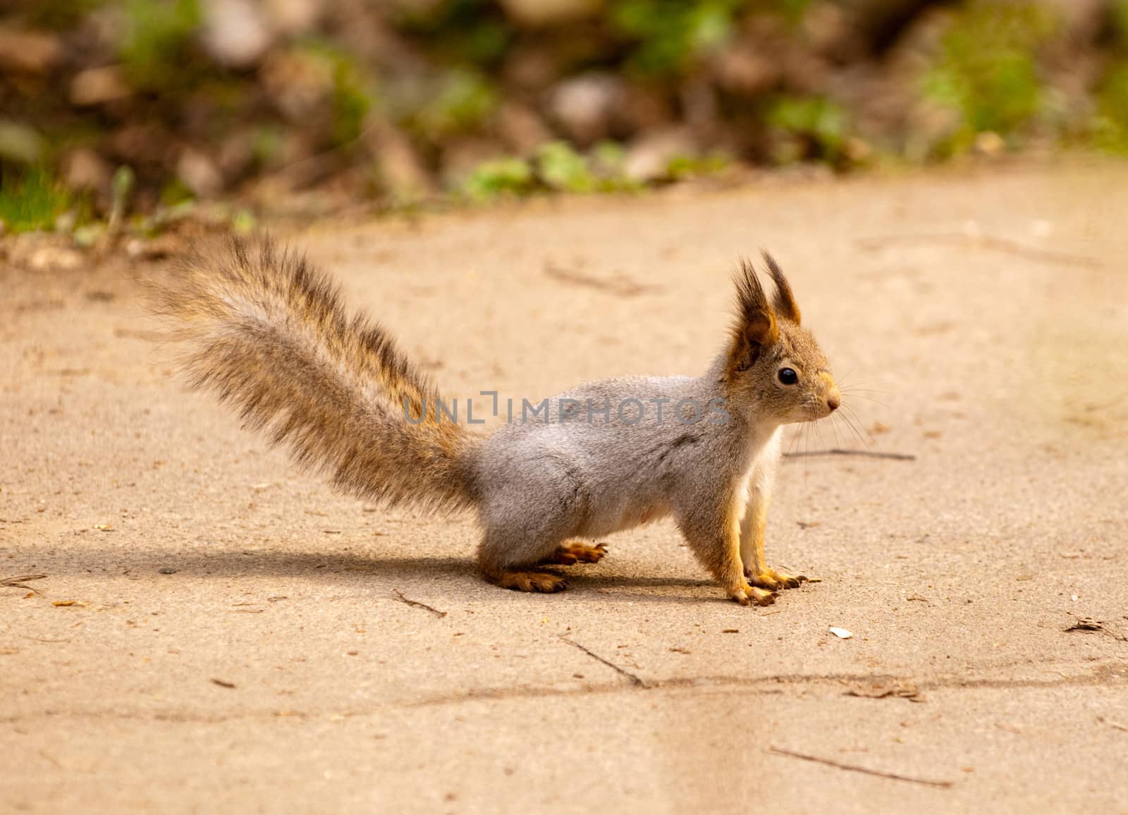 Little squirrel in park at spring by lexan