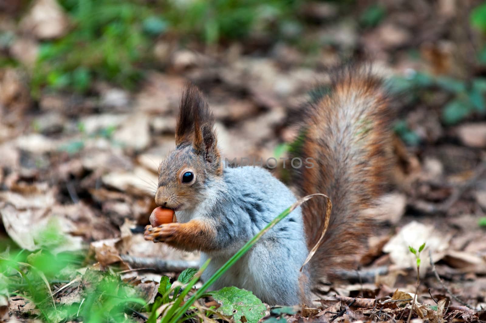 Little squirrel eating nut in park at spring by lexan