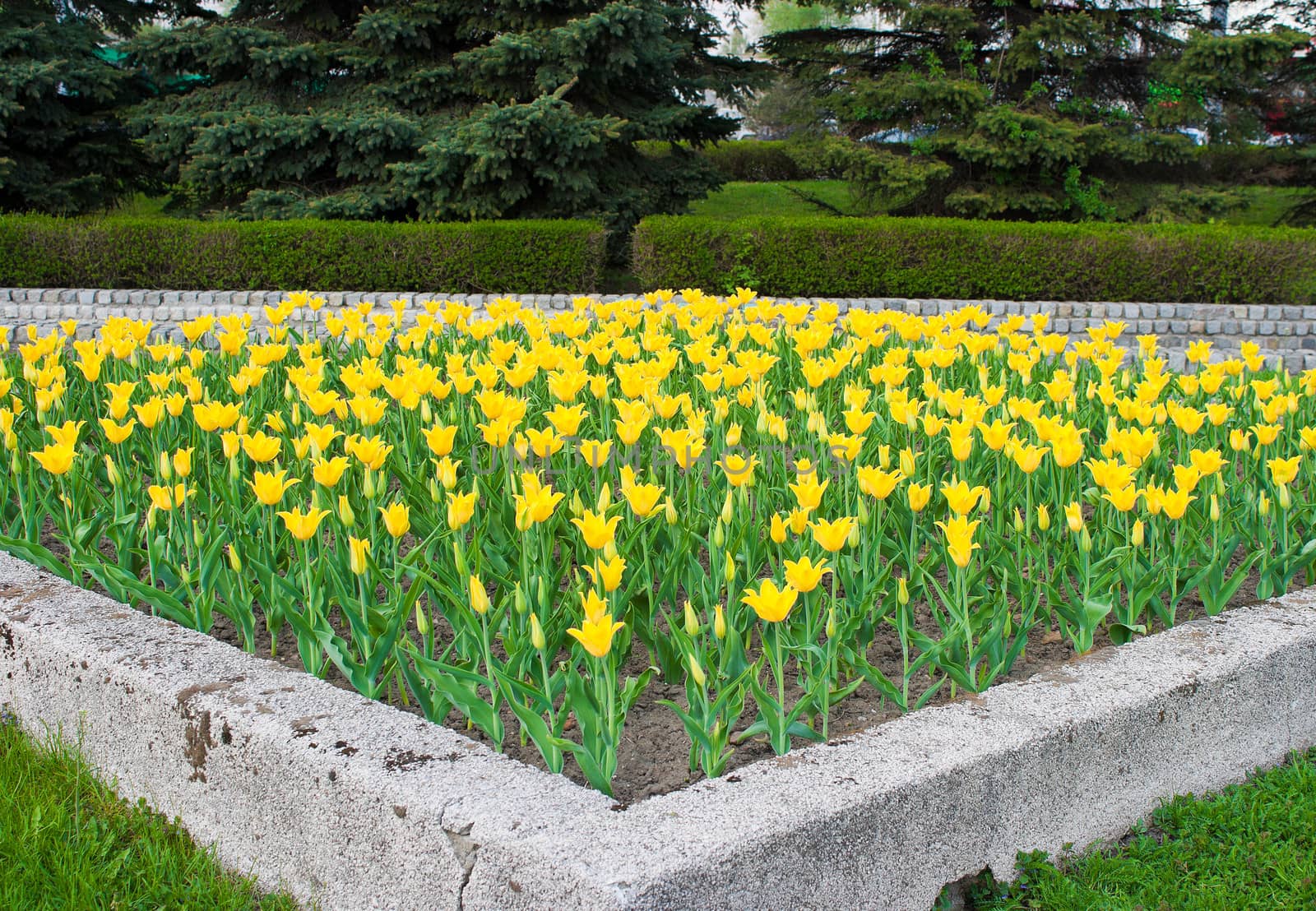 flower-bed with yellow tulips in city park