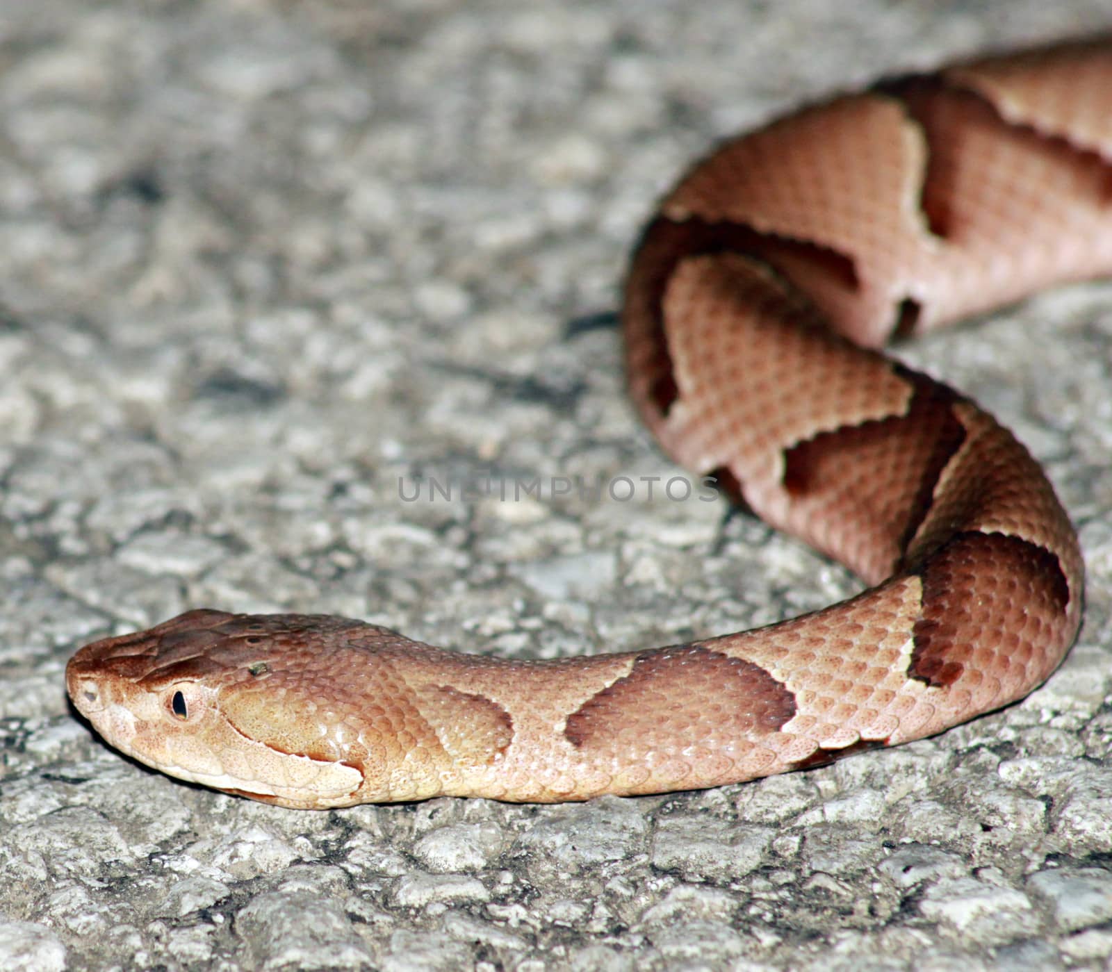 Copperhead lurking in the road