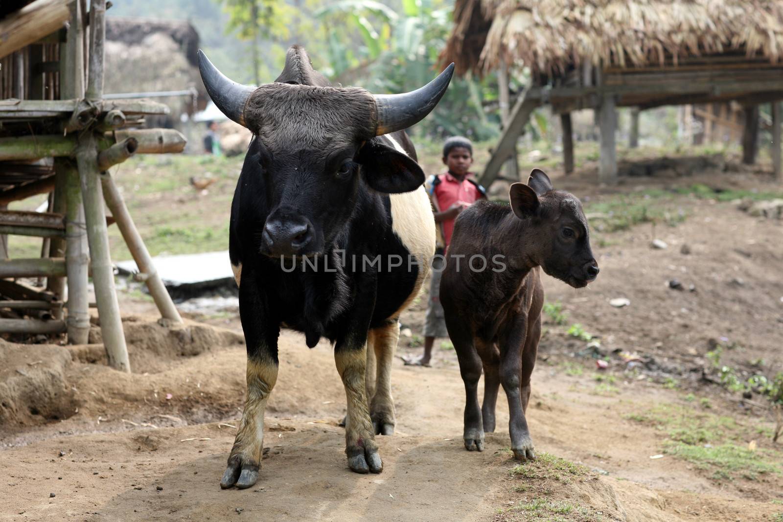 Mithun cattle - female with her calf - in an indigenous Nishi village in Arunachal Pradesh, NE India