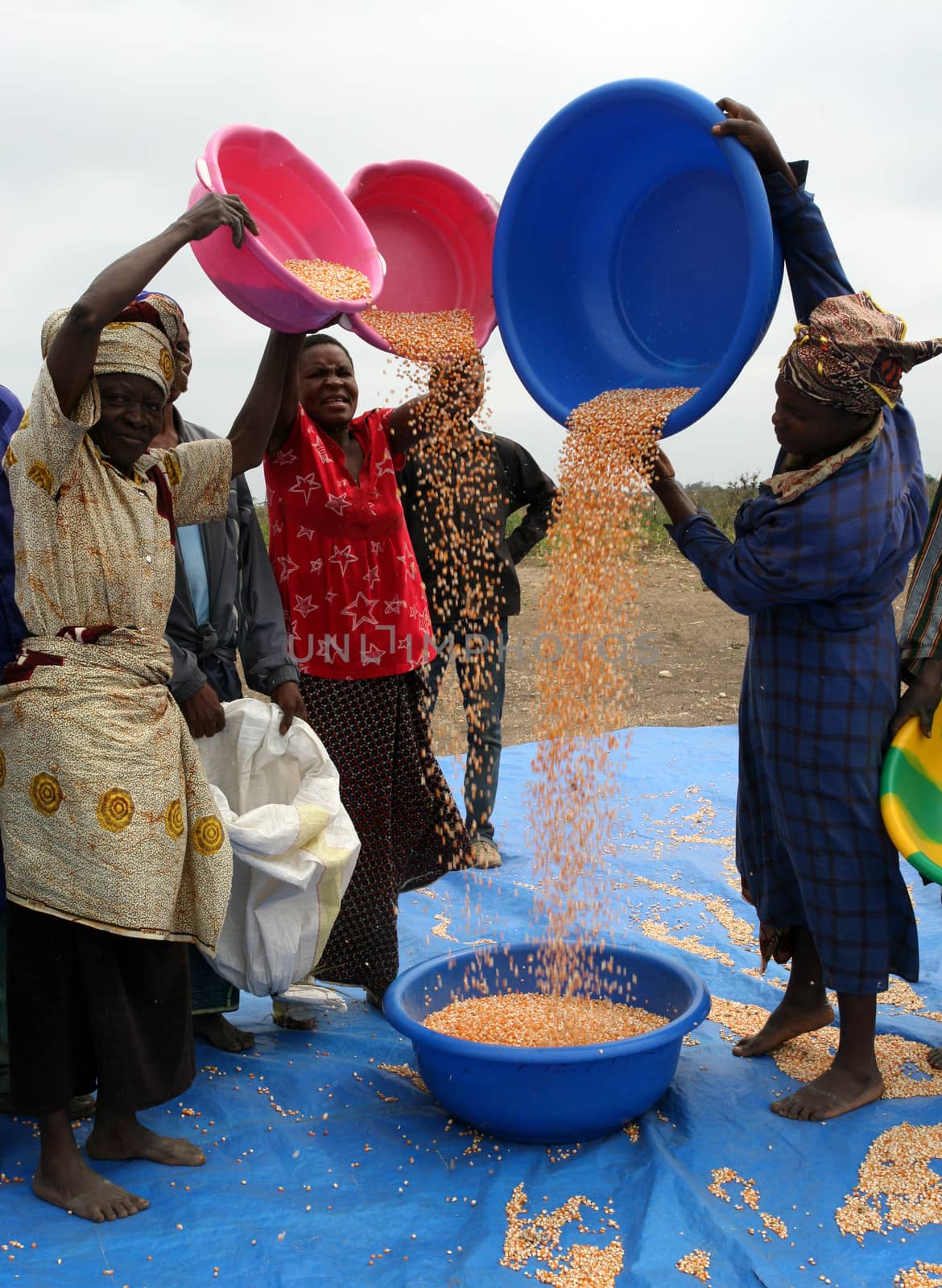 Corn harvest in a community development project in DR Congo, Province Kinshasa, Plateau de Bateke. August 25, 2010.