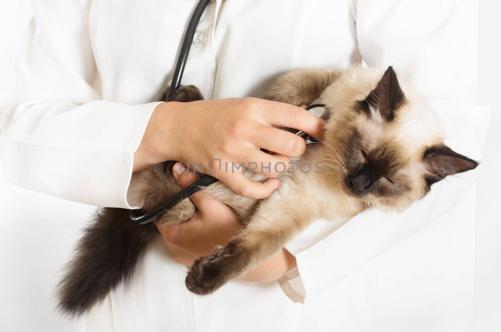 kitten and stethoscope by gurin_oleksandr