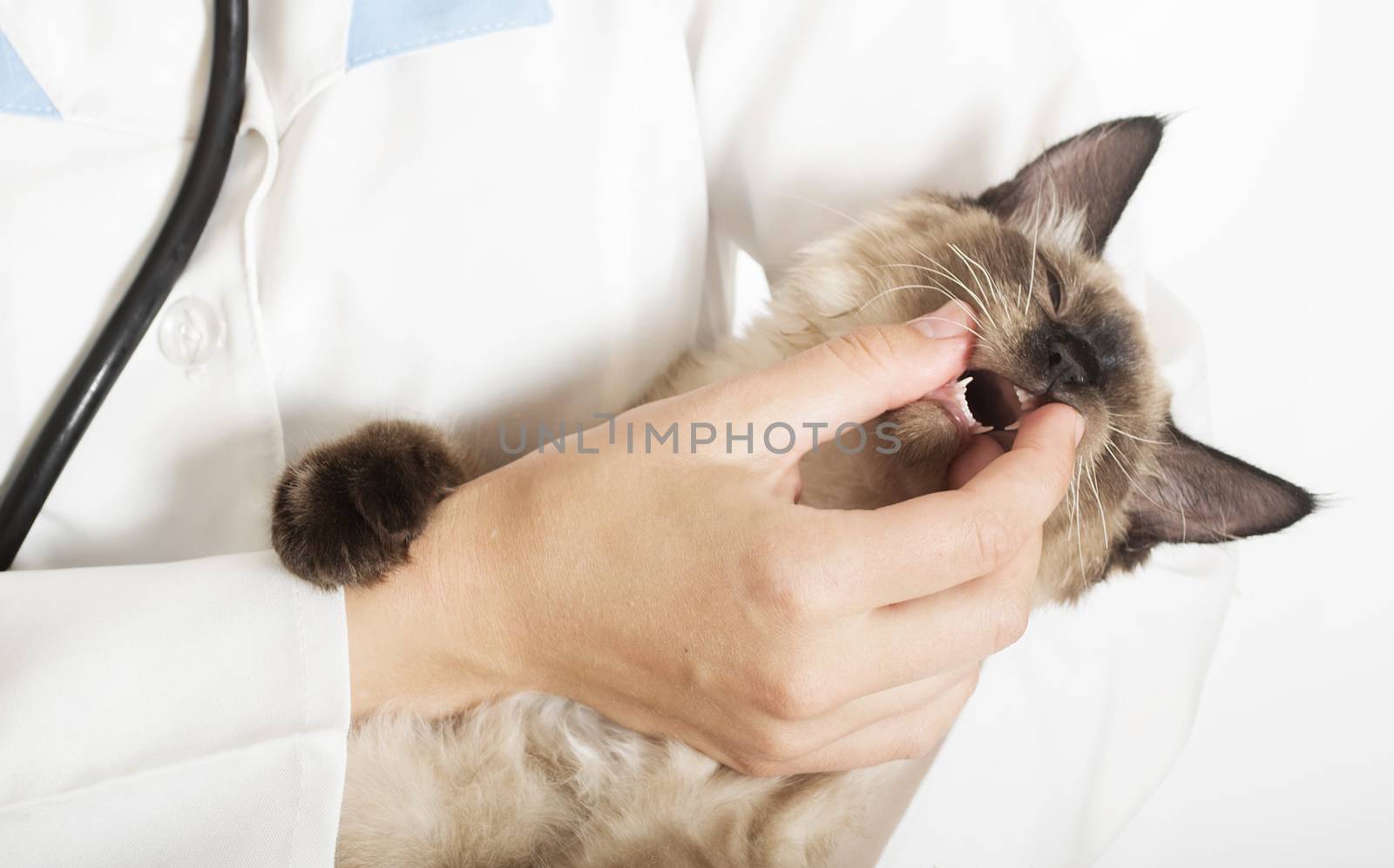 veterinarian inspects the teeth of a kitten by gurin_oleksandr
