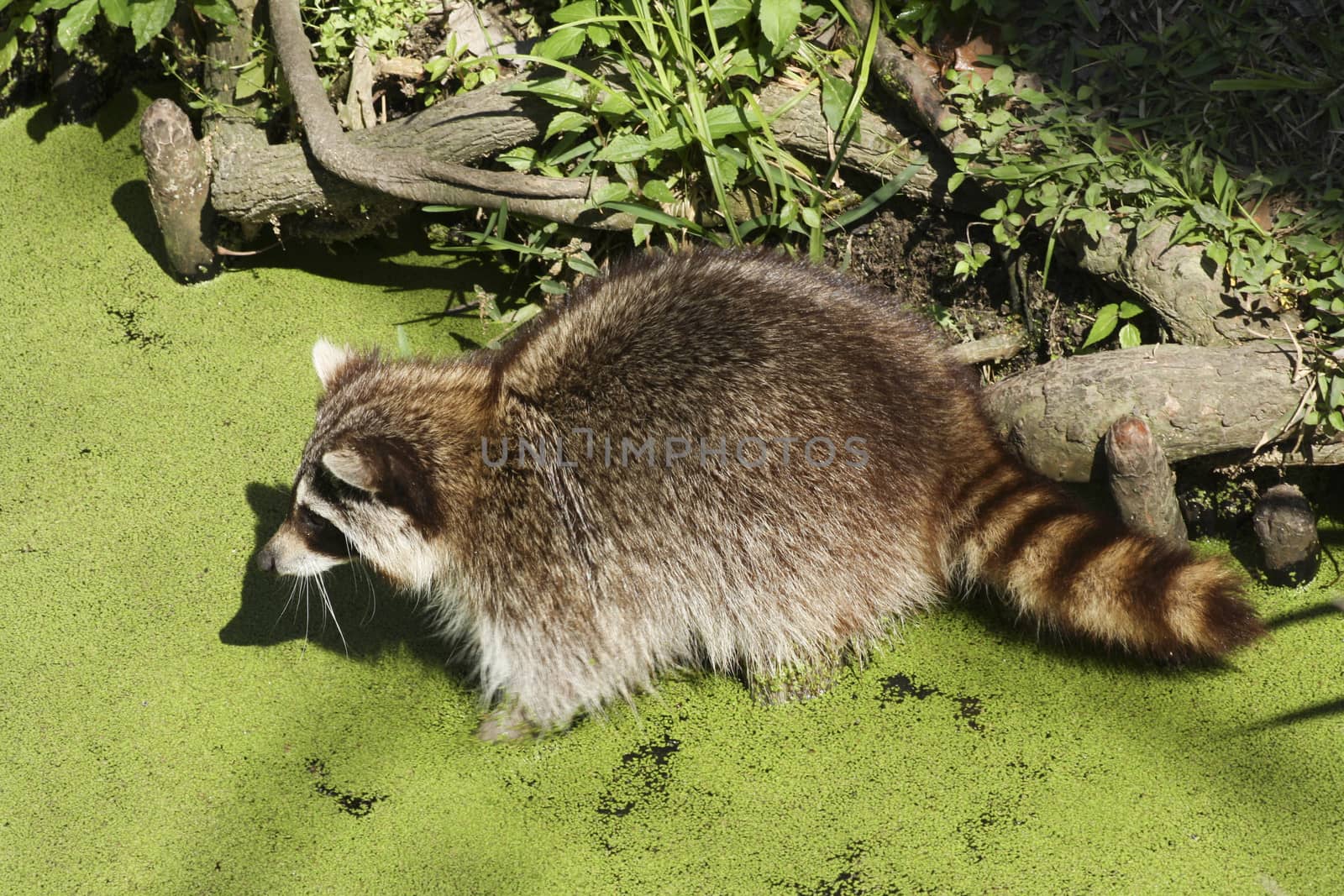 Raccoon standing in marsh
