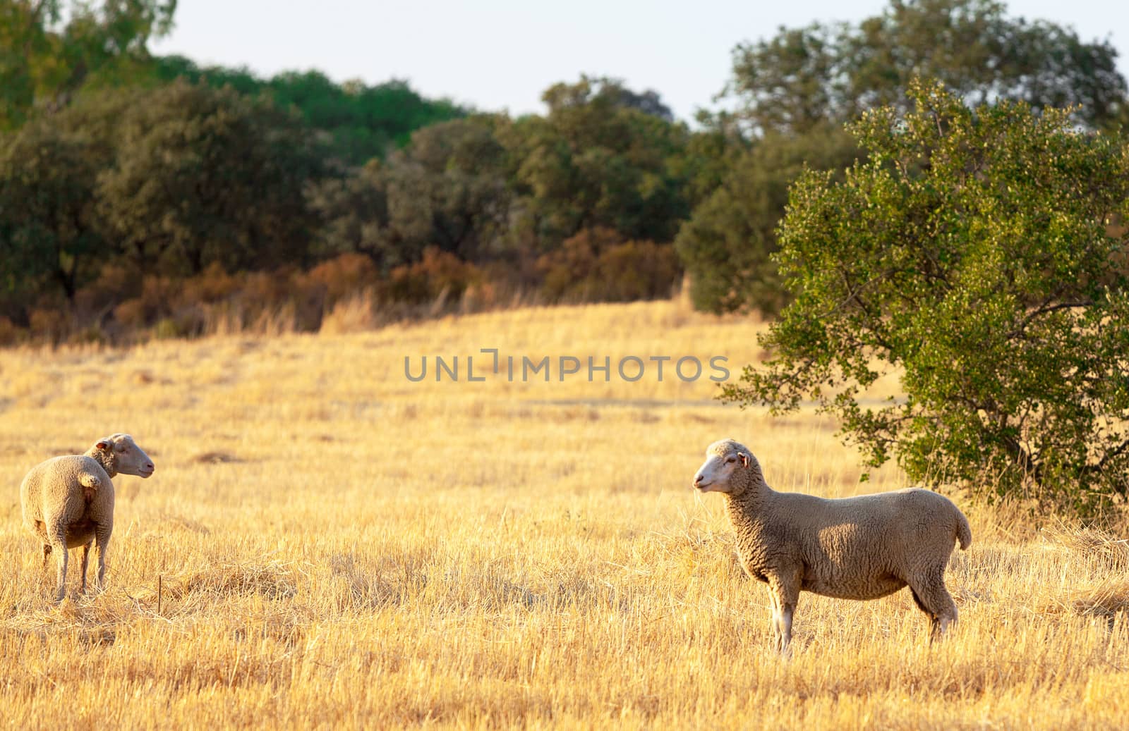 Flock of sheep grazing in a paddock in golden sunlight