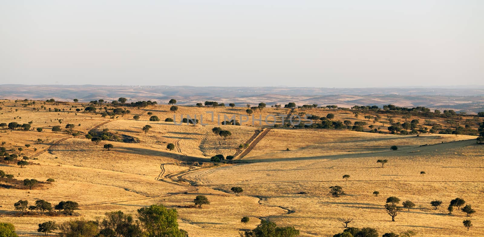 Rural landscape with grassland and trees on sunrise