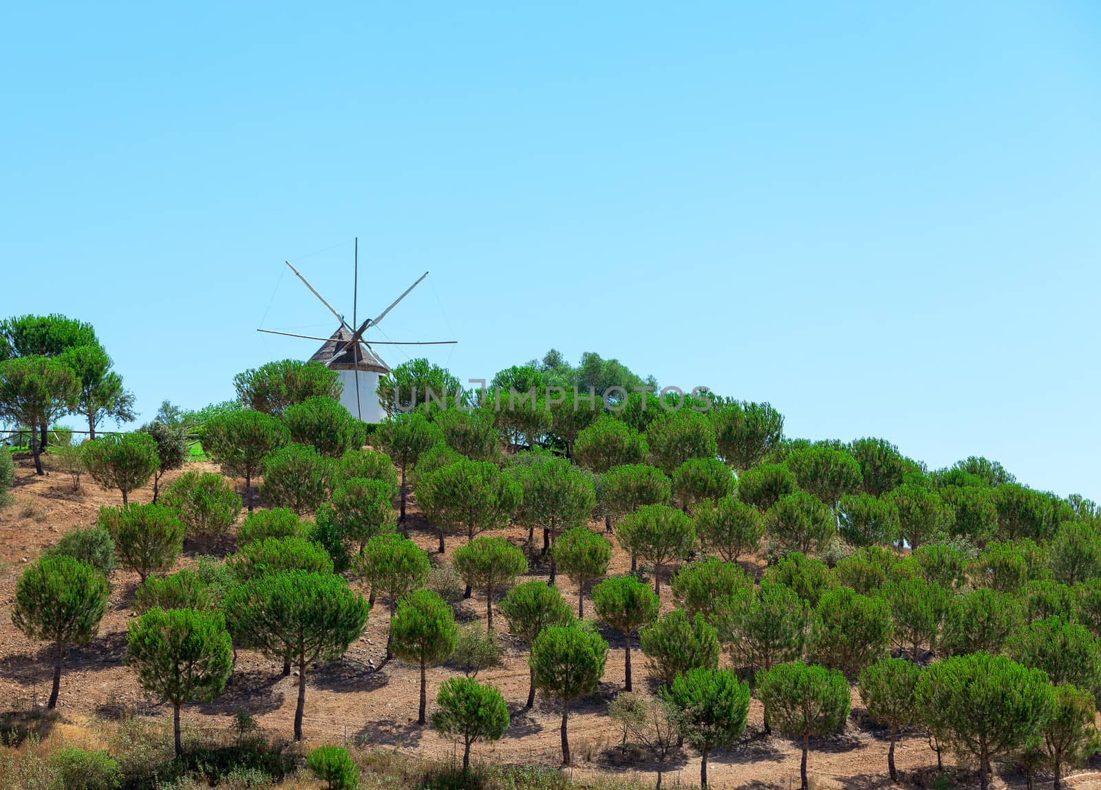 Windmill above a plantation of trees by Discovod
