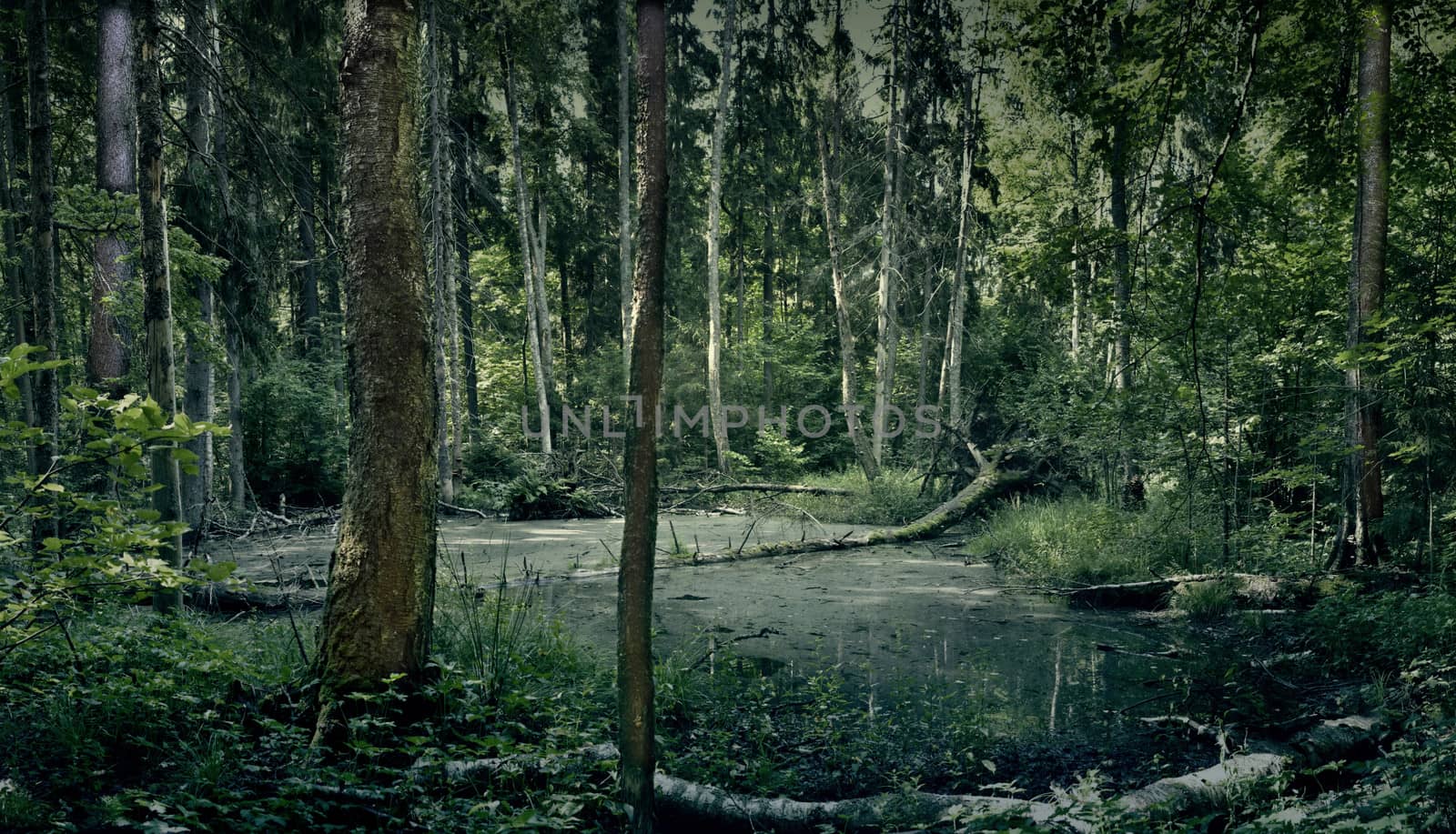 Stitched panorama of the three vertical kadrov.Tipichny Russian forest landscape