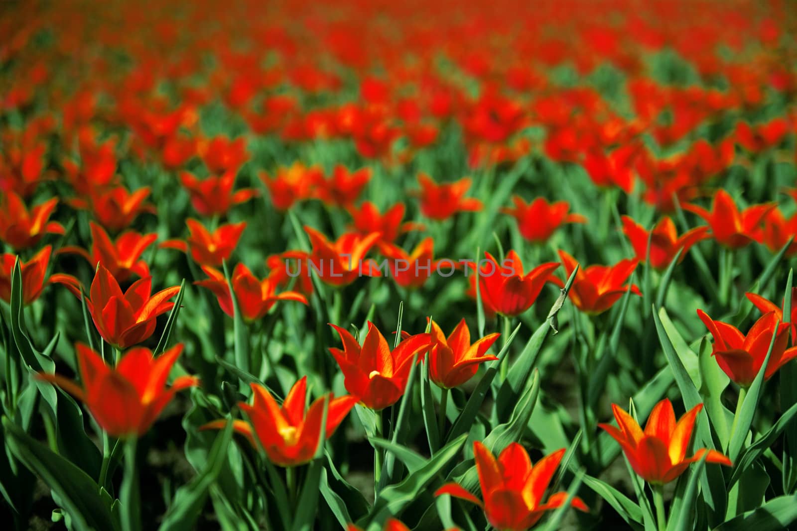 beautiful red tulips on summer field