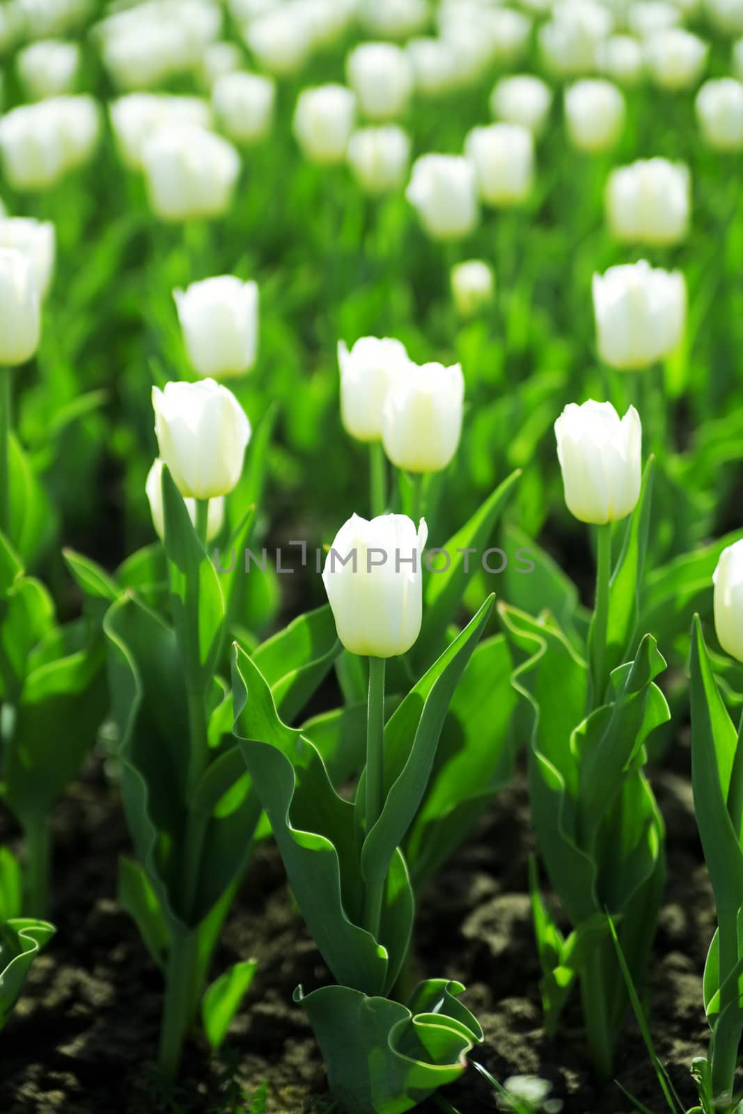 gentle white tulips on summer flower bed by Serp