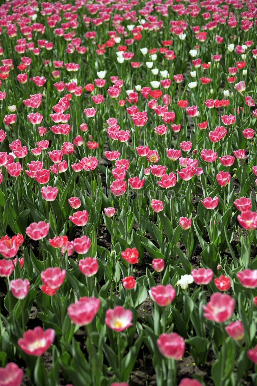 beautiful field with red summer flowers