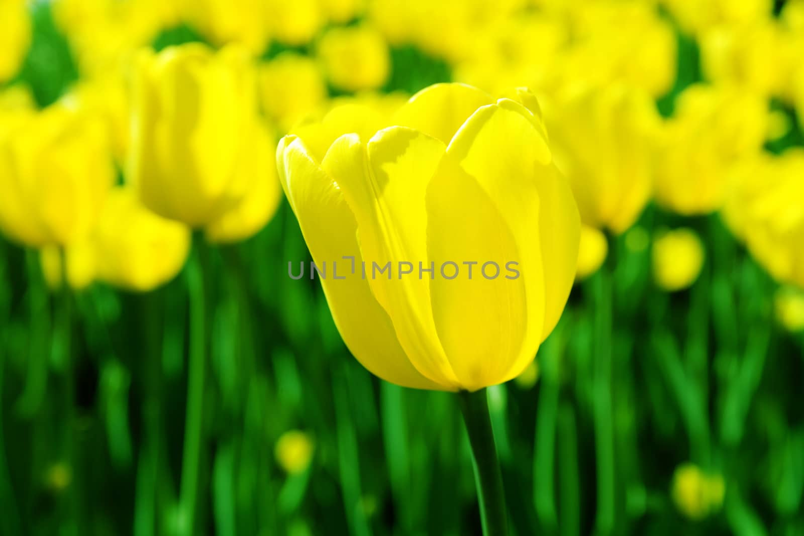 big yellow tulip on a background of flower bed