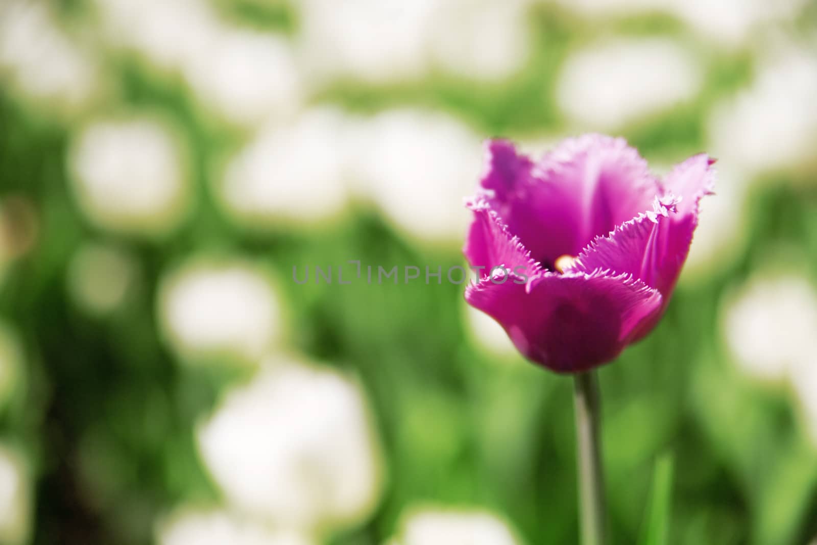close-up of purple summer flower by Serp