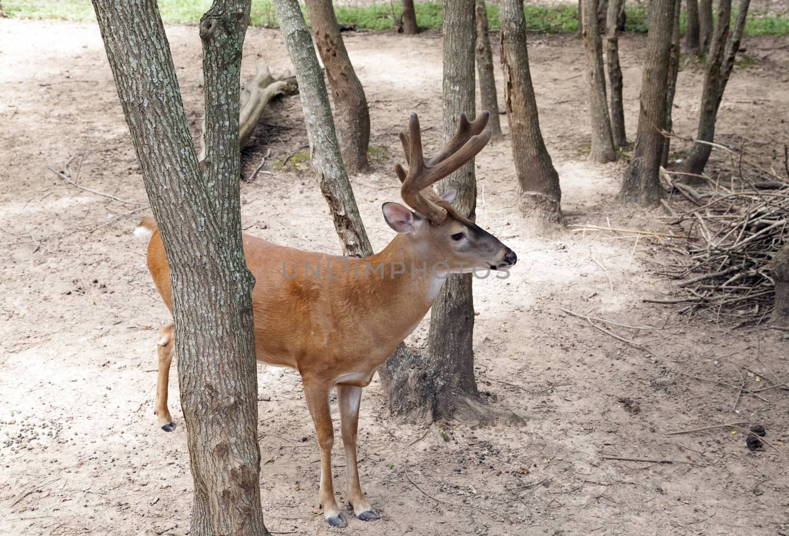 Deer standing in woods