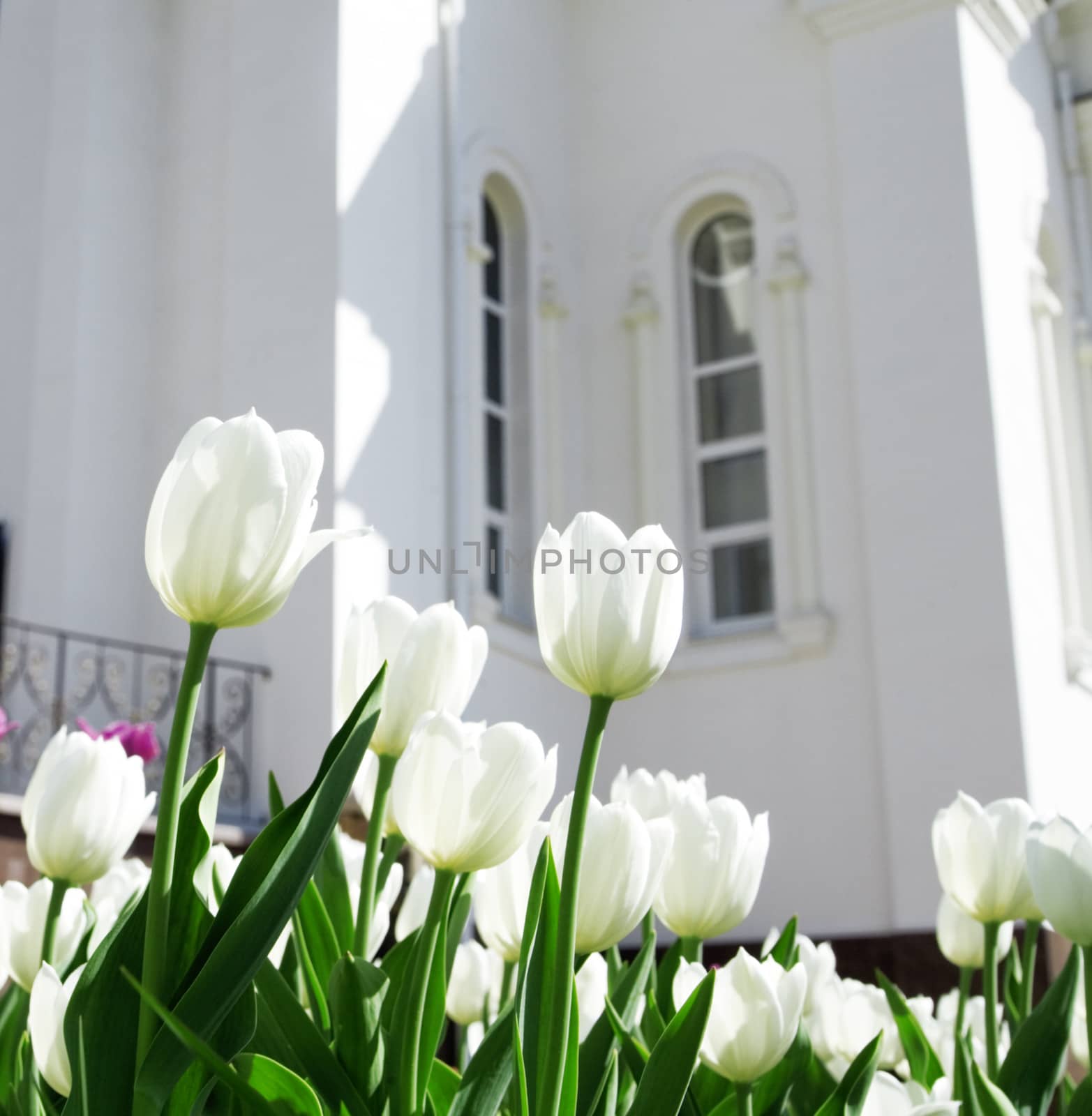cream tulips on a background white building