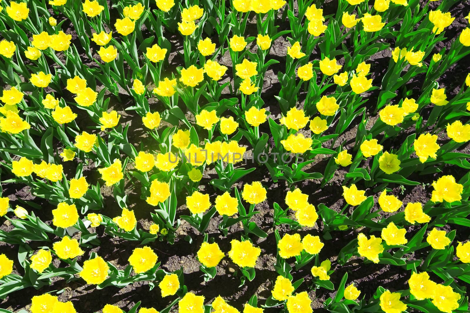 bright and beautiful yellow summer flowers