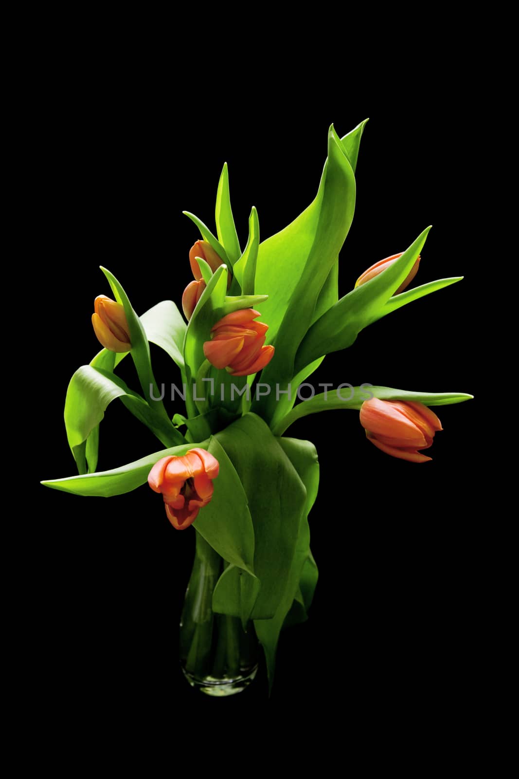 bouquet of red tulips on black background