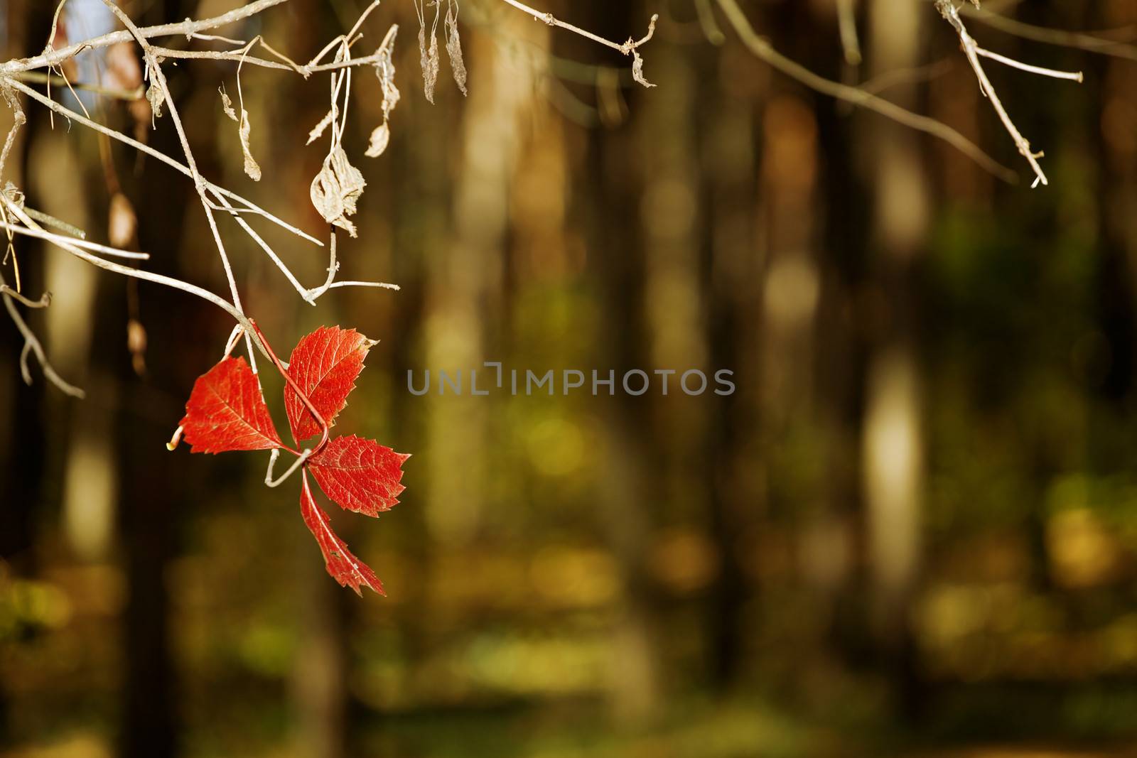 faded red leaves on a tree in autumn season