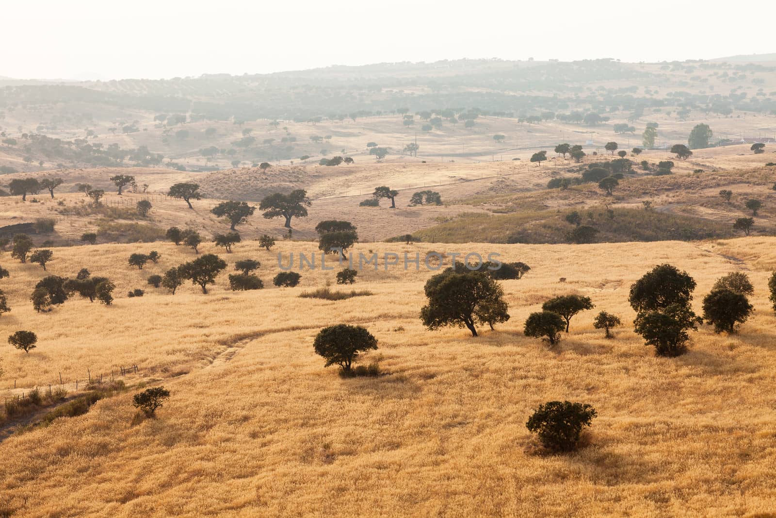 Rural landscape with grassland and a mist by Discovod