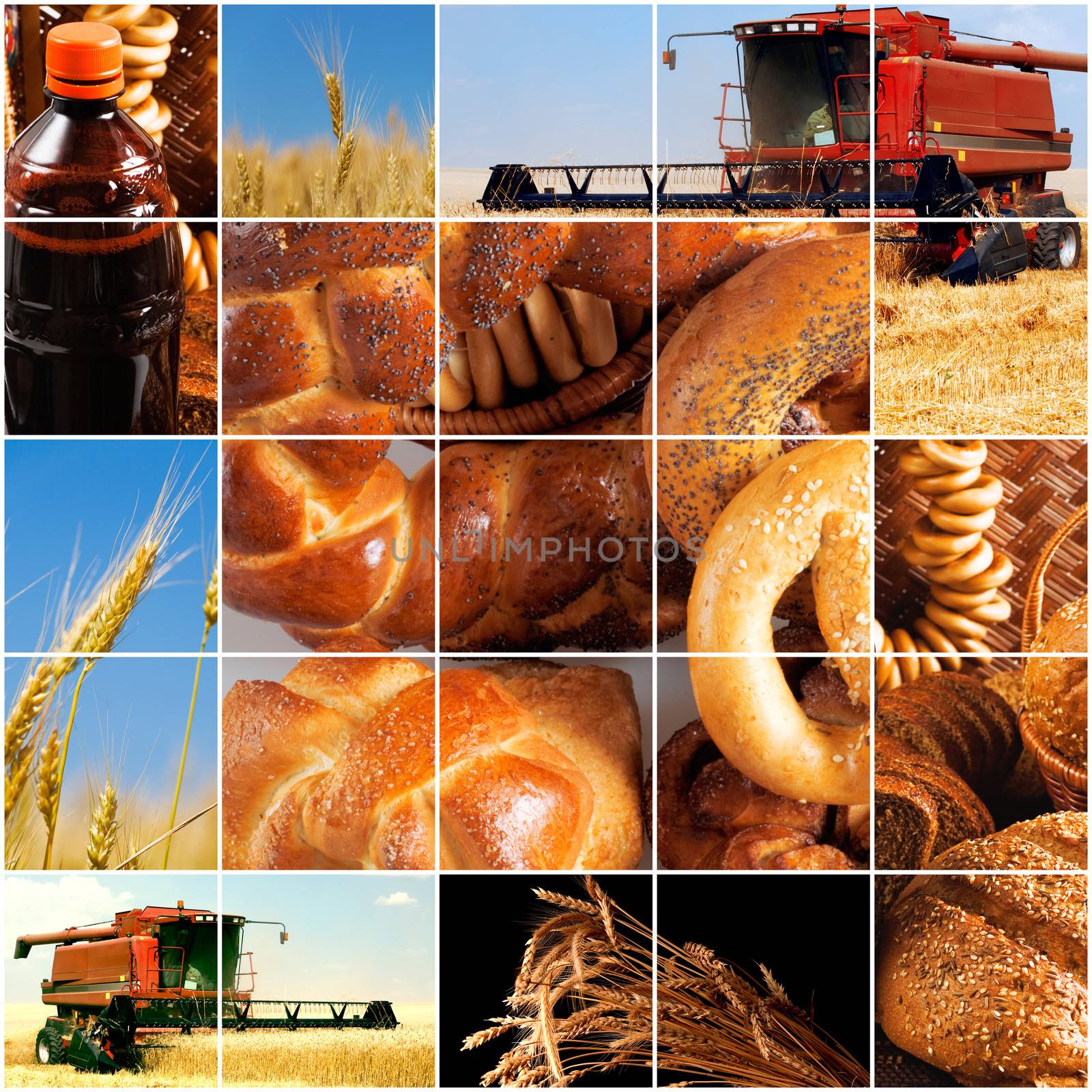 harvesting of grain crops in late summer by Serp